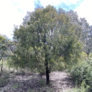 Exocarpos cupressiformis at Jerrabomberra, NSW - 10 Sep 2022