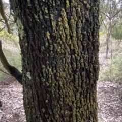 Exocarpos cupressiformis at Jerrabomberra, NSW - 10 Sep 2022 11:03 AM