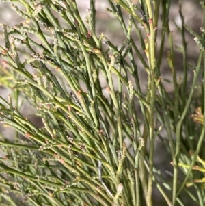 Exocarpos cupressiformis at Jerrabomberra, NSW - 10 Sep 2022