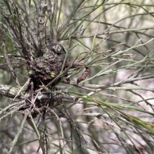 Exocarpos cupressiformis at Jerrabomberra, NSW - 10 Sep 2022