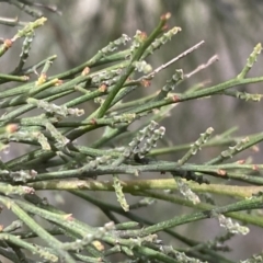 Exocarpos cupressiformis at Jerrabomberra, NSW - 10 Sep 2022