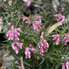 Lissanthe strigosa subsp. subulata (Peach Heath) at Jerrabomberra, NSW - 10 Sep 2022 by SteveBorkowskis