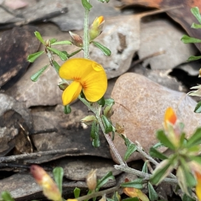 Pultenaea microphylla (Egg and Bacon Pea) at Mount Jerrabomberra - 10 Sep 2022 by Steve_Bok