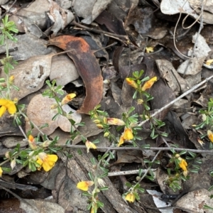 Pultenaea microphylla at Jerrabomberra, NSW - 10 Sep 2022