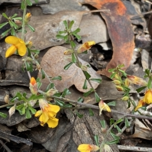 Pultenaea microphylla at Jerrabomberra, NSW - 10 Sep 2022