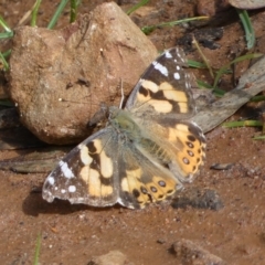 Vanessa kershawi (Australian Painted Lady) at Jerrabomberra, NSW - 10 Sep 2022 by Steve_Bok