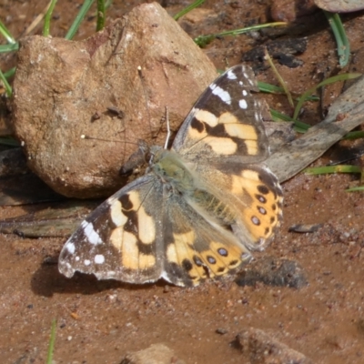 Vanessa kershawi (Australian Painted Lady) at Jerrabomberra, NSW - 10 Sep 2022 by SteveBorkowskis