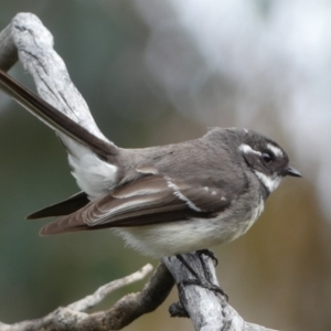 Rhipidura albiscapa at Jerrabomberra, NSW - 10 Sep 2022