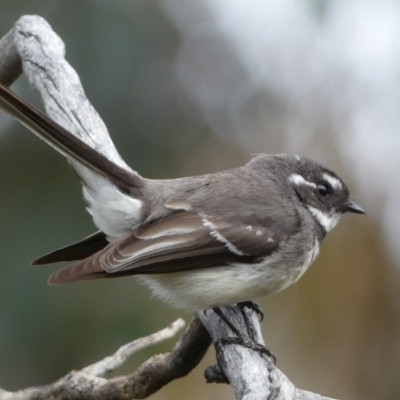 Rhipidura albiscapa (Grey Fantail) at Jerrabomberra, NSW - 10 Sep 2022 by SteveBorkowskis