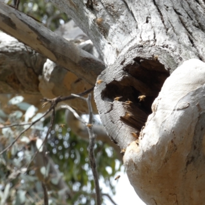 Apis mellifera (European honey bee) at Jerrabomberra, NSW - 10 Sep 2022 by Steve_Bok