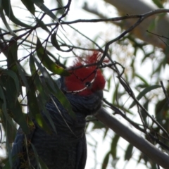 Callocephalon fimbriatum (Gang-gang Cockatoo) at Mount Jerrabomberra - 10 Sep 2022 by Steve_Bok