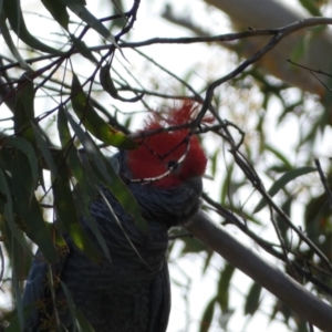 Callocephalon fimbriatum at Jerrabomberra, NSW - 10 Sep 2022