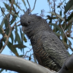 Callocephalon fimbriatum (Gang-gang Cockatoo) at Mount Jerrabomberra QP - 10 Sep 2022 by Steve_Bok