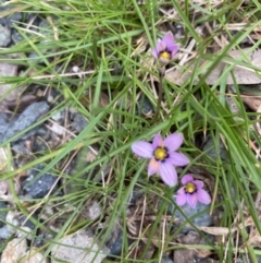 Romulea minutiflora (Small-flowered Onion Grass) at Palmerston, ACT - 7 Sep 2022 by Jenny54