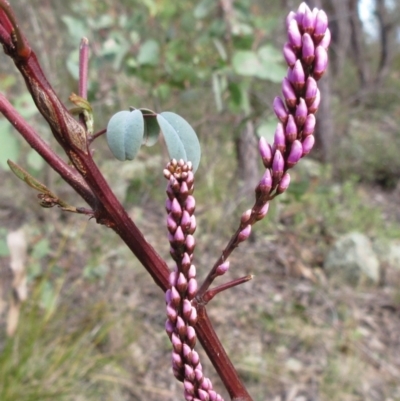 Indigofera australis subsp. australis (Australian Indigo) at The Pinnacle - 10 Sep 2022 by sangio7