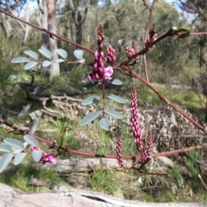 Indigofera australis subsp. australis at Hawker, ACT - 10 Sep 2022 02:57 PM