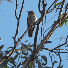 Chrysococcyx lucidus (Shining Bronze-Cuckoo) at Woodstock Nature Reserve - 10 Sep 2022 by wombey
