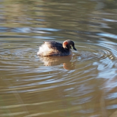 Tachybaptus novaehollandiae (Australasian Grebe) at Woodstock Nature Reserve - 10 Sep 2022 by wombey