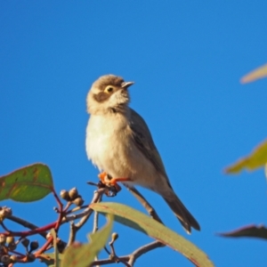 Melithreptus brevirostris at Coree, ACT - 11 Sep 2022