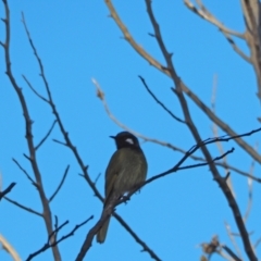 Nesoptilotis leucotis (White-eared Honeyeater) at Woodstock Nature Reserve - 10 Sep 2022 by wombey