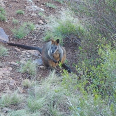 Wallabia bicolor (Swamp Wallaby) at Coree, ACT - 11 Sep 2022 by wombey