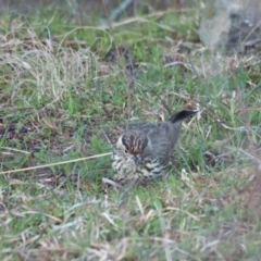 Pyrrholaemus sagittatus (Speckled Warbler) at Coree, ACT - 11 Sep 2022 by wombey