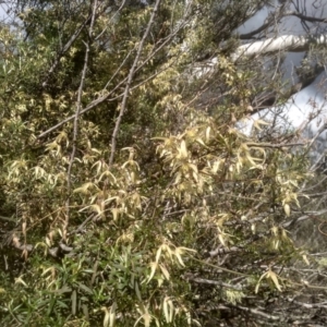 Clematis leptophylla at Glen Fergus, NSW - 10 Sep 2022 01:44 PM