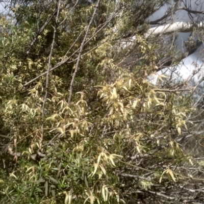 Clematis leptophylla (Small-leaf Clematis, Old Man's Beard) at Glen Fergus, NSW - 10 Sep 2022 by mahargiani