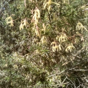 Clematis leptophylla at Glen Fergus, NSW - 10 Sep 2022 01:44 PM