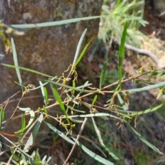 Dodonaea viscosa subsp. angustifolia at Isaacs, ACT - 11 Sep 2022