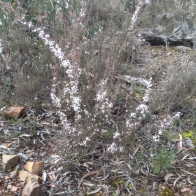Leucopogon attenuatus (Small-leaved Beard Heath) at Glen Fergus, NSW - 10 Sep 2022 by mahargiani
