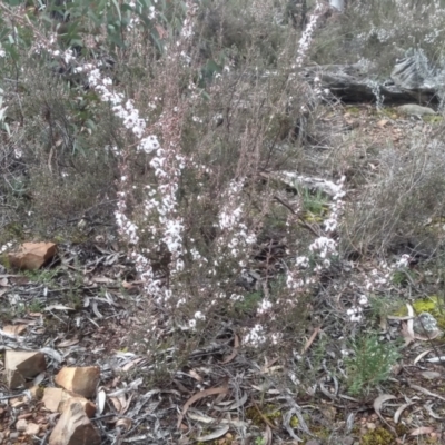 Styphelia attenuata (Small-leaved Beard Heath) at Glen Fergus, NSW - 10 Sep 2022 by mahargiani