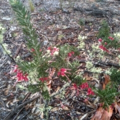 Grevillea lanigera (Woolly Grevillea) at Glen Fergus, NSW - 10 Sep 2022 by mahargiani