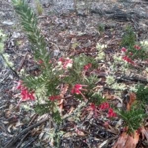 Grevillea lanigera at Glen Fergus, NSW - 10 Sep 2022 02:18 PM