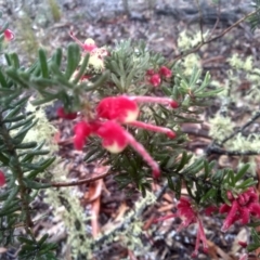 Grevillea lanigera at Glen Fergus, NSW - 10 Sep 2022