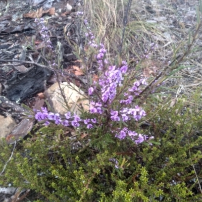 Hovea linearis (Narrow-leaved Hovea) at Glen Fergus, NSW - 10 Sep 2022 by mahargiani