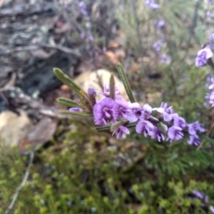 Hovea linearis at Glen Fergus, NSW - 10 Sep 2022