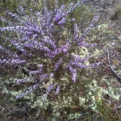 Hovea linearis at Glen Fergus, NSW - 10 Sep 2022