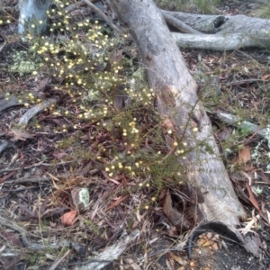 Acacia ulicifolia at Glen Fergus, NSW - 10 Sep 2022 02:35 PM