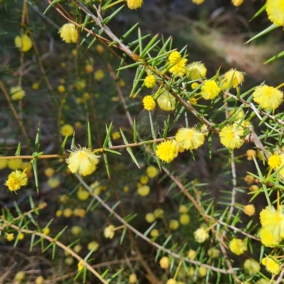 Acacia ulicifolia (Prickly Moses) at Isaacs Ridge - 11 Sep 2022 by Mike