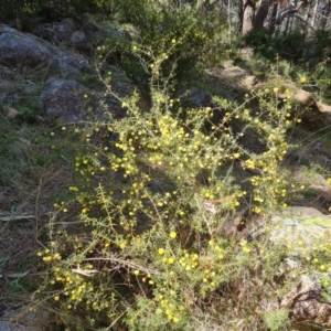 Acacia ulicifolia at Isaacs, ACT - 11 Sep 2022