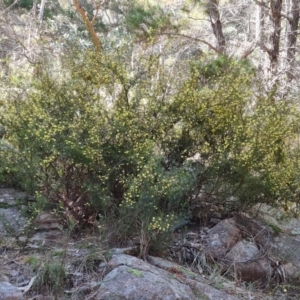 Acacia ulicifolia at Isaacs, ACT - 11 Sep 2022