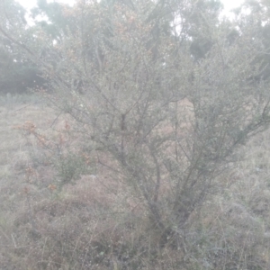 Bursaria spinosa at Glen Fergus, NSW - 10 Sep 2022 02:56 PM