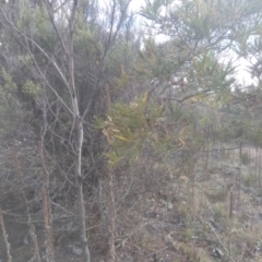 Acacia mearnsii (Black Wattle) at Glen Fergus, NSW - 12 Sep 2022 by mahargiani