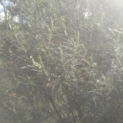 Cassinia longifolia at Glen Fergus, NSW - 10 Sep 2022