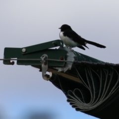 Rhipidura leucophrys at Greenway, ACT - 10 Sep 2022