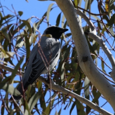 Coracina novaehollandiae (Black-faced Cuckooshrike) at Symonston, ACT - 10 Sep 2022 by RodDeb