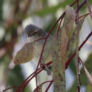 Smicrornis brevirostris at Symonston, ACT - 10 Sep 2022