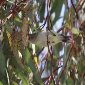 Smicrornis brevirostris at Symonston, ACT - 10 Sep 2022