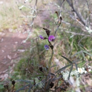 Glycine clandestina at Hawker, ACT - 10 Sep 2022 03:07 PM